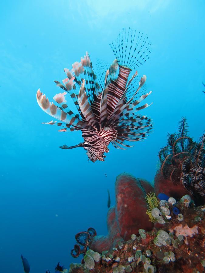 Jukung Dive Resort Bali Amed Exteriér fotografie