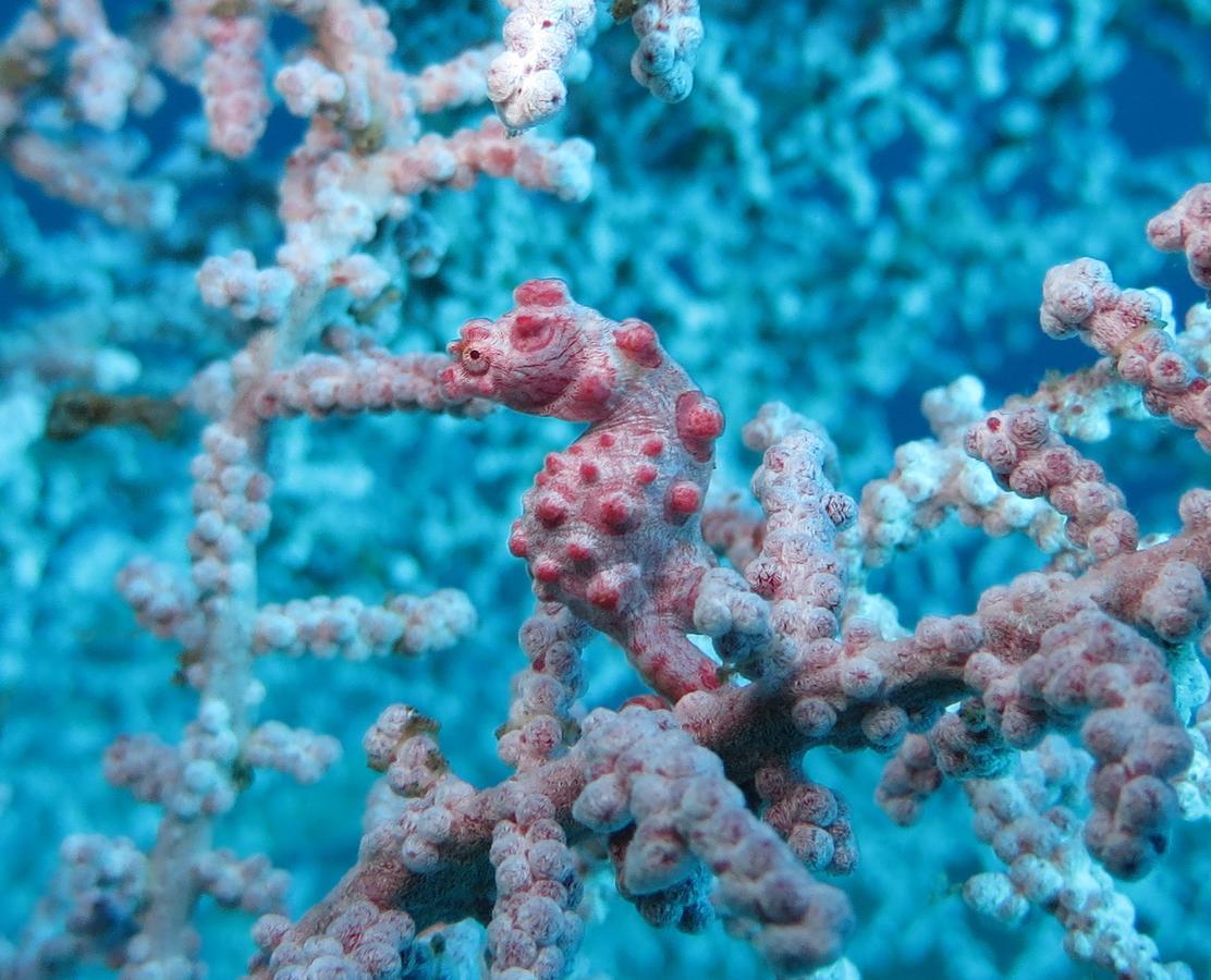 Jukung Dive Resort Bali Amed Exteriér fotografie