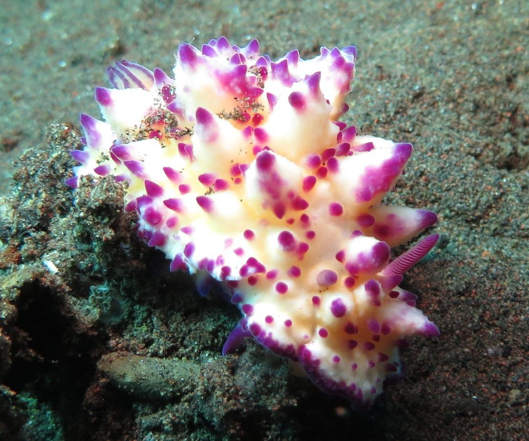 Jukung Dive Resort Bali Amed Exteriér fotografie