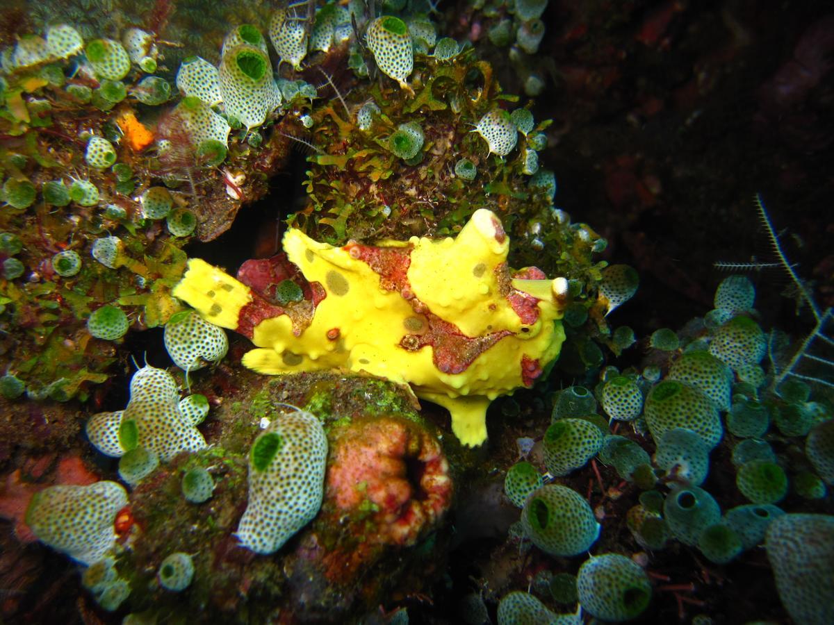 Jukung Dive Resort Bali Amed Exteriér fotografie