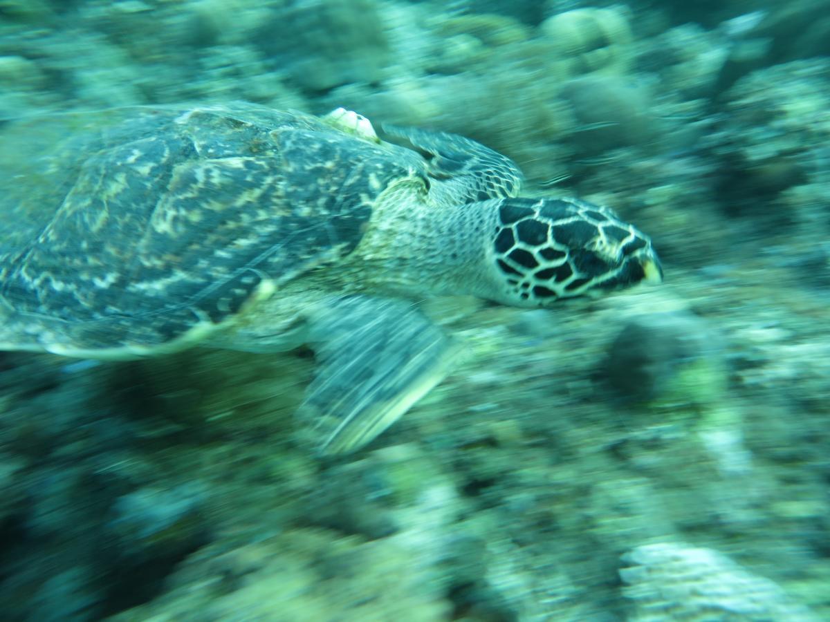Jukung Dive Resort Bali Amed Exteriér fotografie